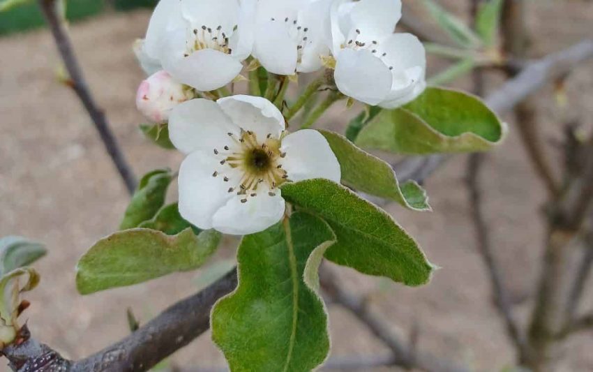 Frühling - Die ersten Birnenblüten in Rumänien